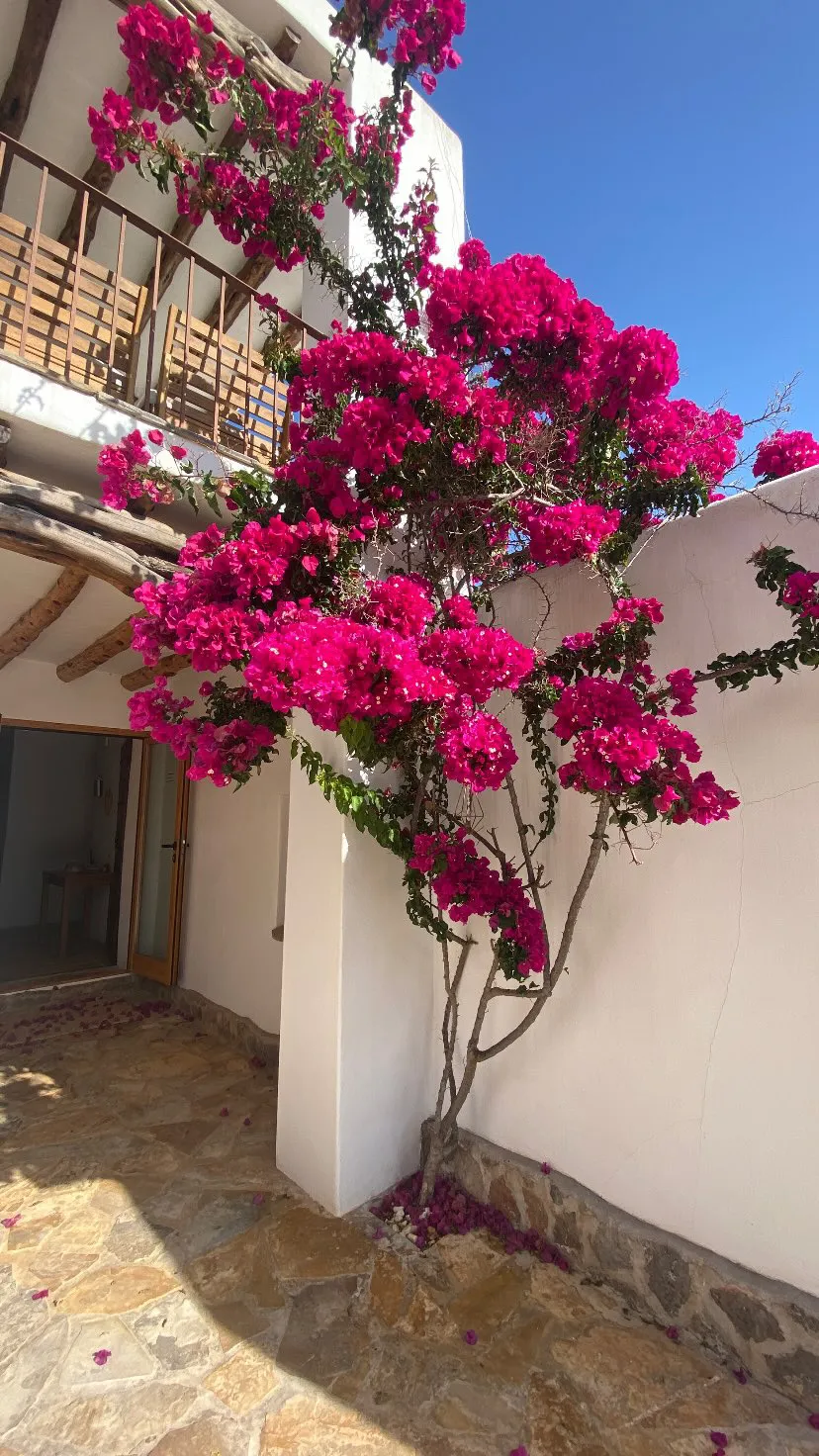 Buganvilla en flor sobre una fachada encalada con vigas de sabina, arquitectura tradicional de Ibiza